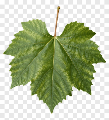 Green Leaf With Veins PNG