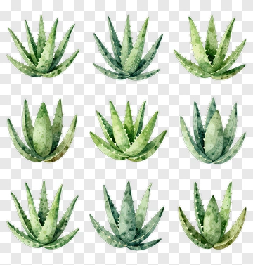 Aloe Vera Plant PNG