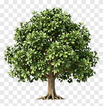 Lush Green Tree With Full Canopy PNG