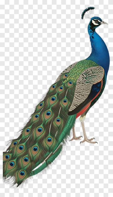 Chinese Style Peacock PNG