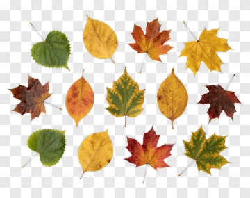 Fall Leaves Arranged In A Circle PNG