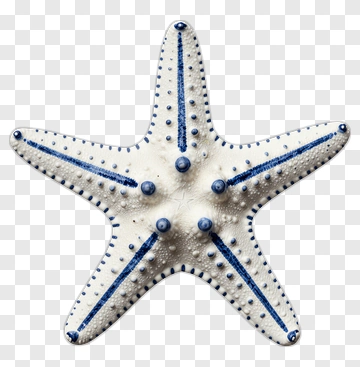 Starfish With Blue Stripes PNG