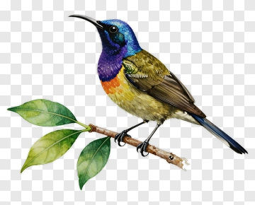 Sunbird Perched On Branch PNG