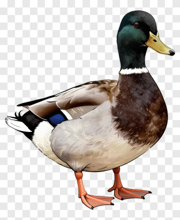 Mallard Duck PNG