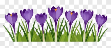 Purple Crocus Flowers In Green Grass PNG