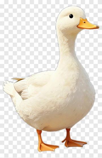 White Duck With Orange Beak And Feet PNG