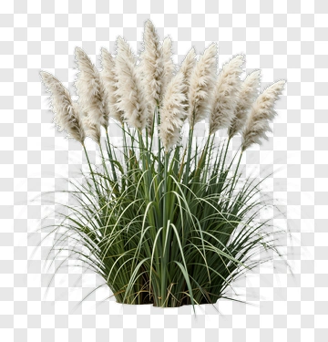 Pampas Grass PNG