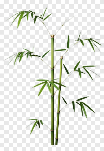 Bamboo PNG