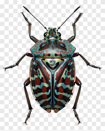Colorful Shield Bug PNG