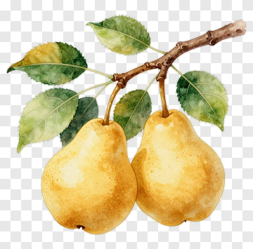 Two Yellow Pears On A Branch PNG