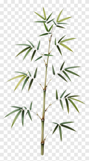 Bamboo PNG