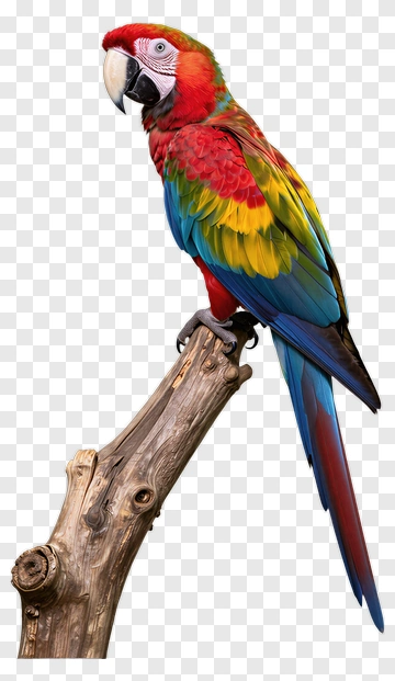 Red And Blue Macaw Perched On Branch PNG