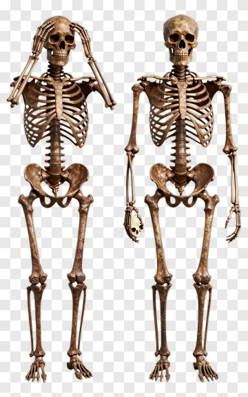 Two Skeletal Figures Standing Together PNG
