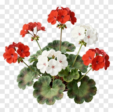Red And White Geranium Blossoms PNG