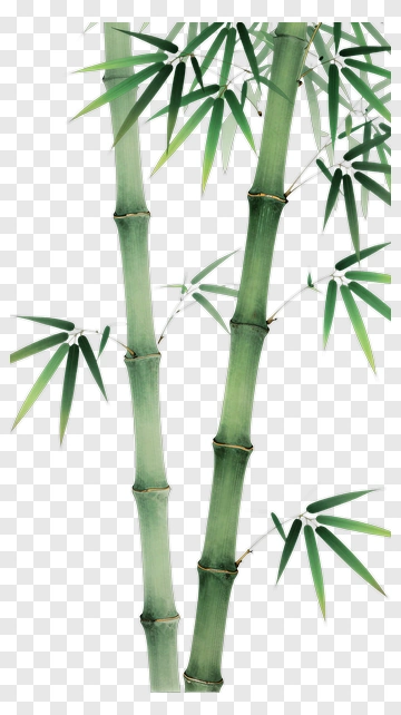 Bamboo Painting PNG