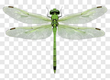 Green Dragonfly PNG