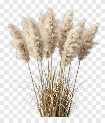 Pampas Grass Plumes PNG
