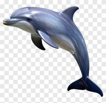 Dolphin In Mid-Air PNG