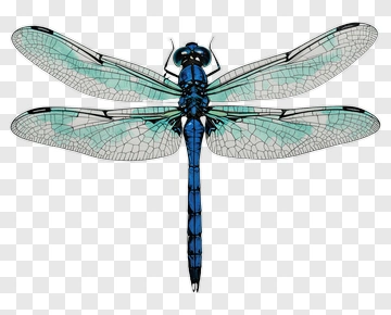Blue Dragonfly Illustration PNG