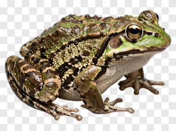 Green And Brown Frog PNG