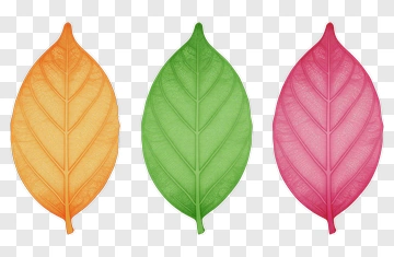 Three Colored Leaves PNG