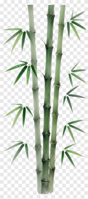 Bamboo With Dew Drops PNG