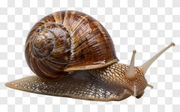Snail PNG