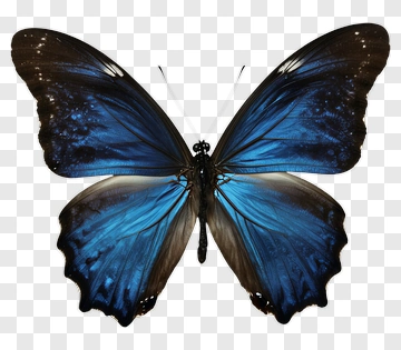 Blue Butterfly With Black Wings PNG