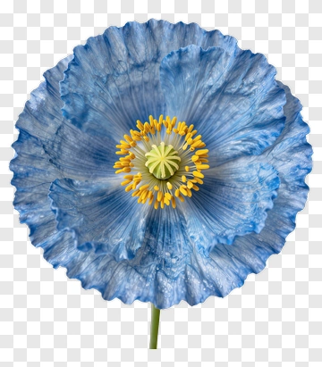 Blue Poppy In Full Bloom PNG