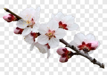 White And Pink Blossoms On A Branch PNG