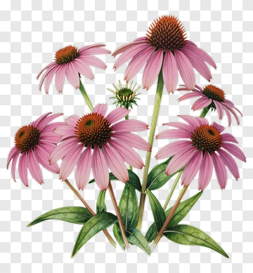 Pink Coneflower With Green Leaves PNG