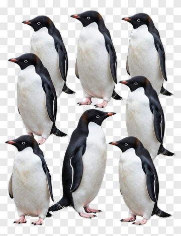 Group Of Penguins PNG
