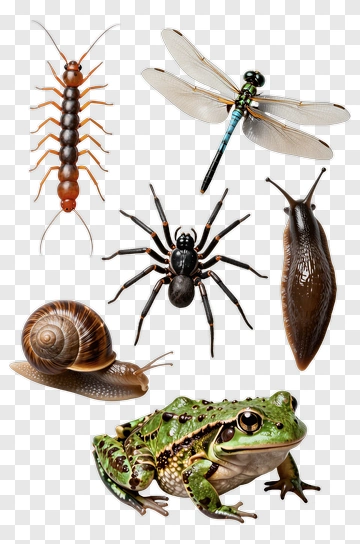 Collection Of Realistic Insects And Amphibians PNG