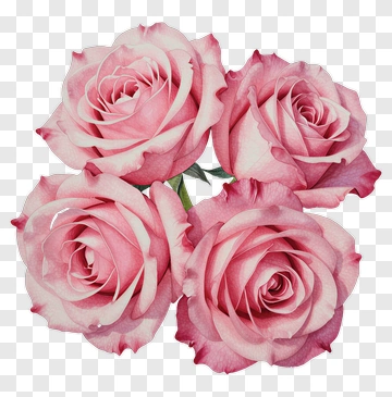 Four Pink Roses In Watercolor PNG