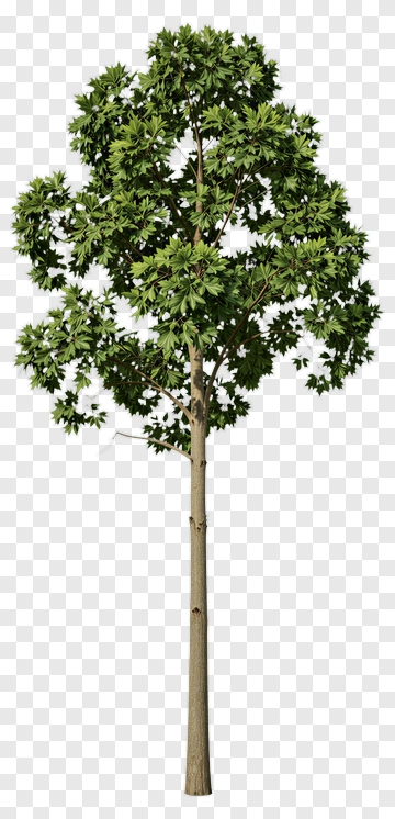 Tree PNG
