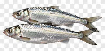 Two Fresh Fish PNG