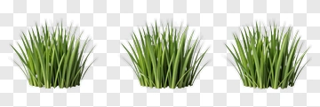 Three Clusters Of Green Grass PNG
