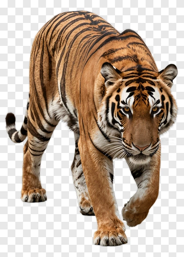 Tiger In Motion PNG