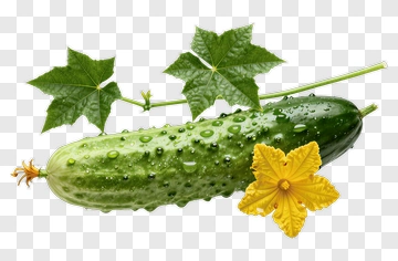 Fresh Cucumber With Leaf And Flower PNG