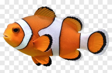 Clownfish In Orange White And Black PNG
