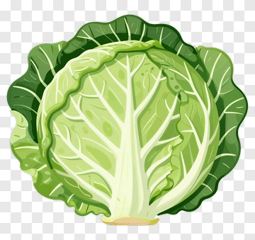 Cabbage PNG