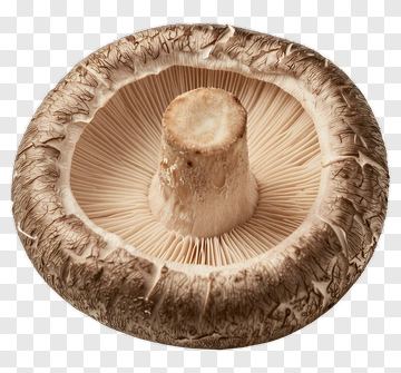 Shroom PNG