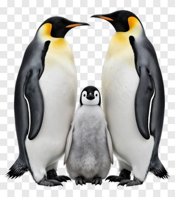 Emperor Penguin Family PNG