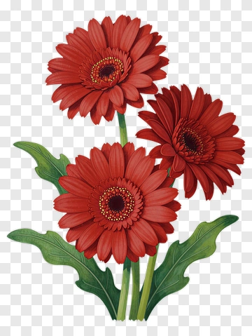 Three Red Gerbera Daisies With Green Leaves PNG