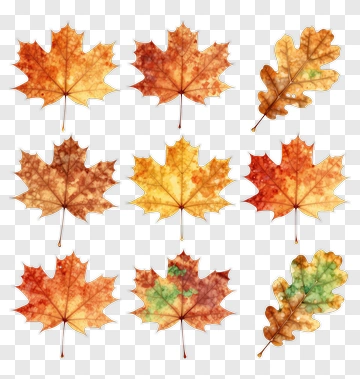 Autumn Leaves Collection PNG