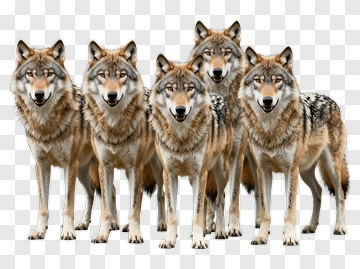 Group Of Wolves Standing Together PNG