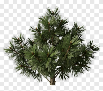 Pine Tree Branch With Needles PNG