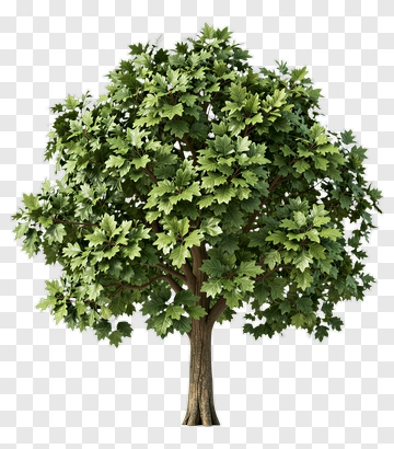 Tree With Dense Green Leaves PNG