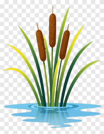 Cattail In Water PNG
