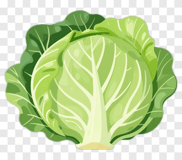 Cabbage PNG